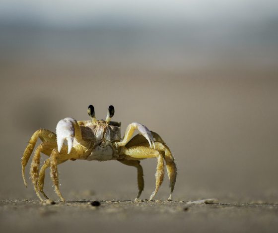 Краб стал звездой Сети благодаря утонувшему iPhone