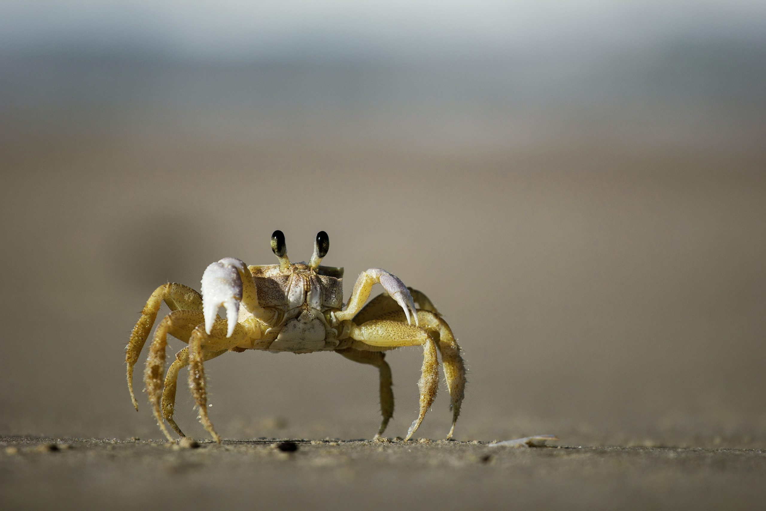 Crab has a network network thanks to the drowning iPhone