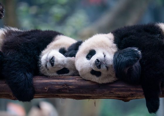 Челлендж с рисунками злых животных набирает популярность в Сети