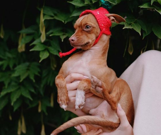 Самые красивые собаки планеты по мнению Vogue