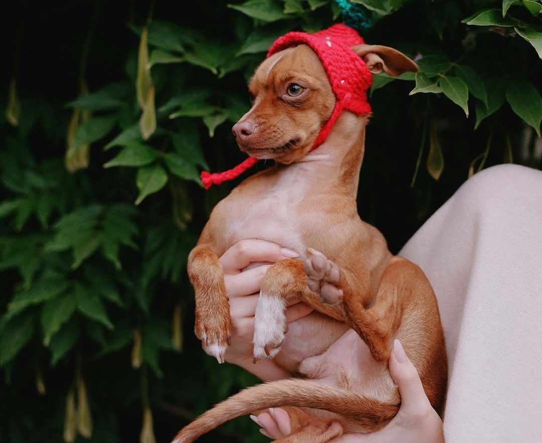 According to Vogue, the most beautiful dogs of the planet