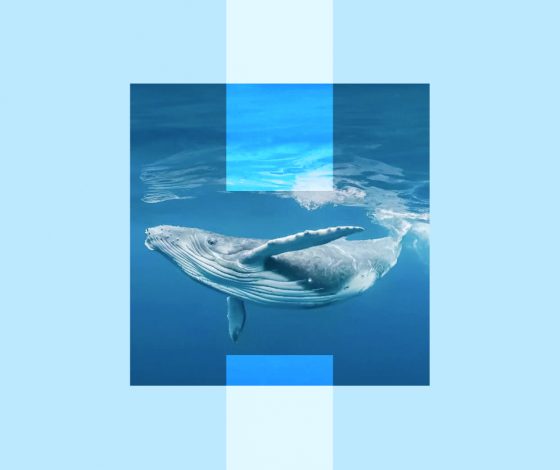 Почему синие киты могут перестать петь? Отвечают  ученые