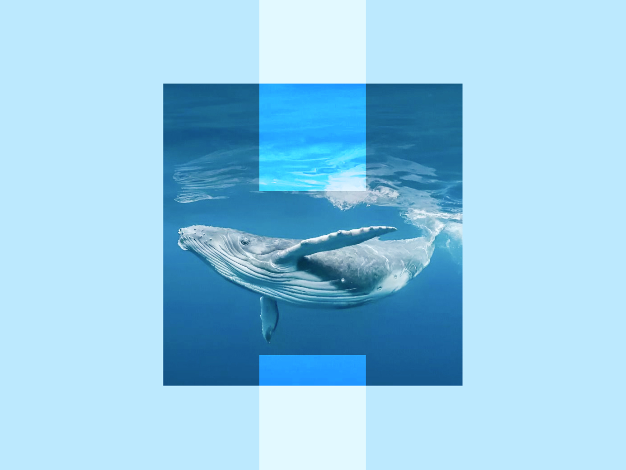 Why can blue whales stop singing? Scientists Answer