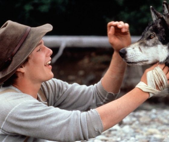 Тест: ты кошка или собака?