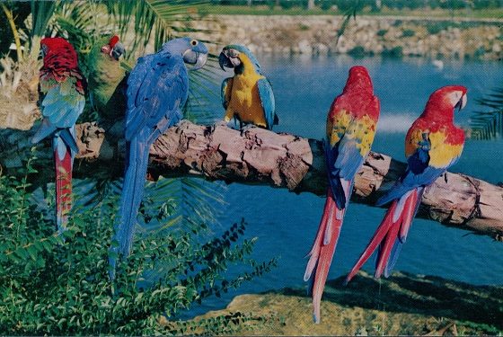 Попугай, умеющий различать цвета, попал в Книгу рекордов Гиннесса