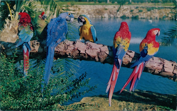 A parrot who knows how to distinguish colors entered the Guinness Book of Records