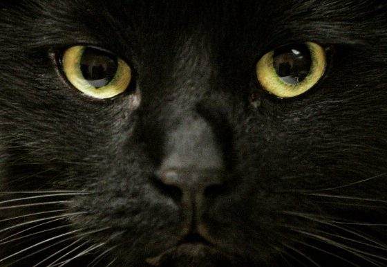 Задумчивые «бойфренды-черные коты» вытеснили идеальных «золотистых ретриверов», задав новый тренд на парней