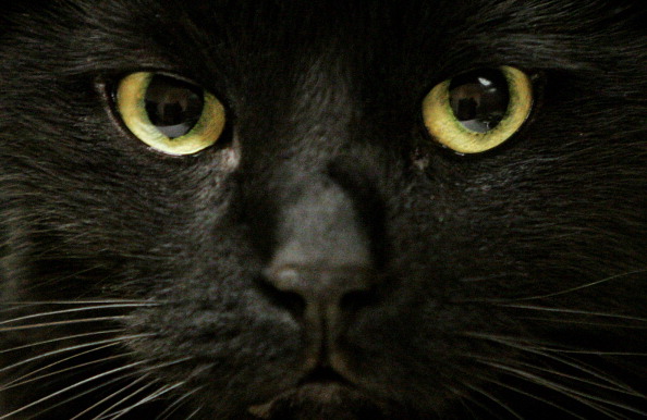Thoughtful “male friends-black cats” replaced the ideal “Golden Retriersers ve and set a new trend for men