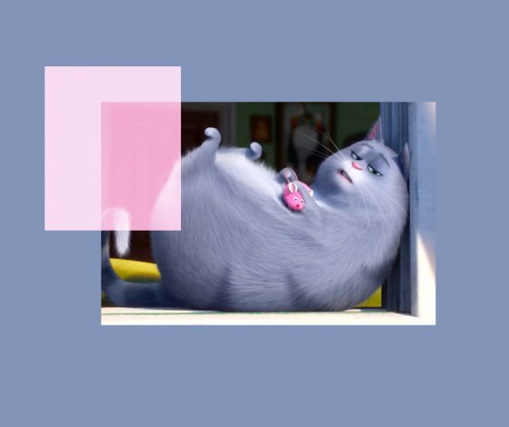 5 признаков, что кошка обиделась и пора попросить прощения