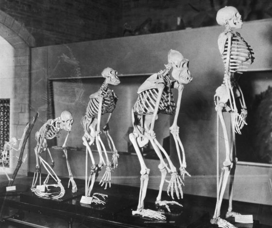 Происхождение человека оказалось гораздо древнее, чем мы думали