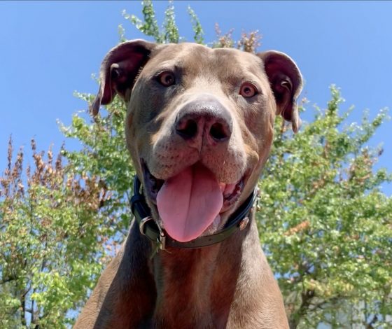 Зачем собаки на самом деле лижут лапы и почему это нельзя игнорировать