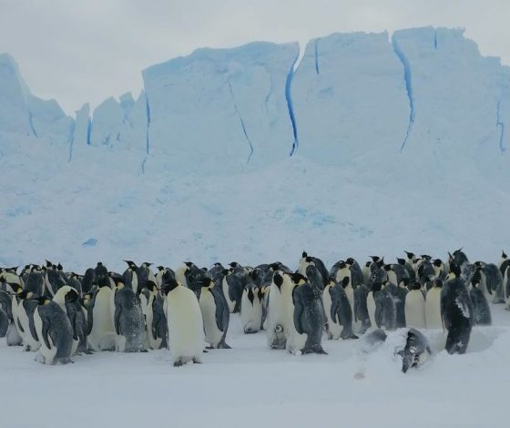Российские полярники спасли пингвиненка после урагана в Антарктиде