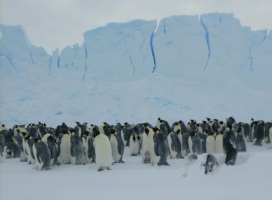 Russian polar explorers saved penguin after a hurricane in Antarctica