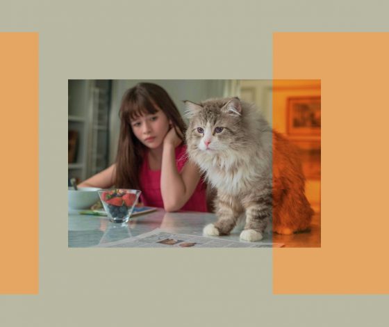 Антипатия налицо: 5 признаков, что ты не нравишься кошке