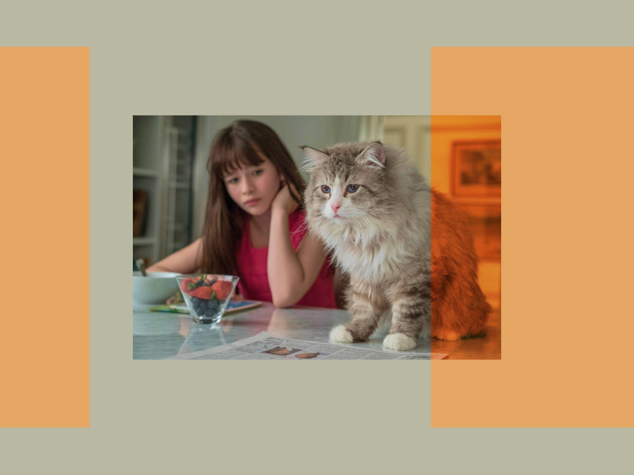 Antipathy is evident: 5 signs that you don’t like the cat