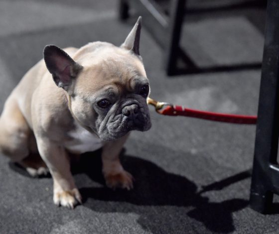 Дело о жестоком обращении с животными возбуждено после скандала с передержкой в Чехове