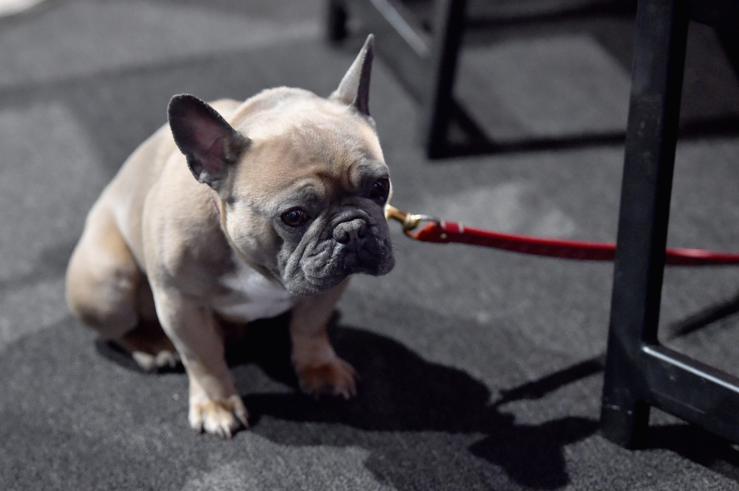 The brutal example of animals was awakened after a scandal with an extreme position in Chekhov.