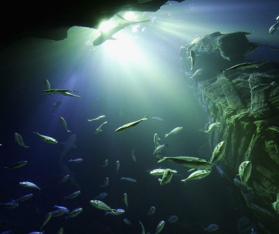 Крошечная ископаемая рыба помогает переписать историю эволюции