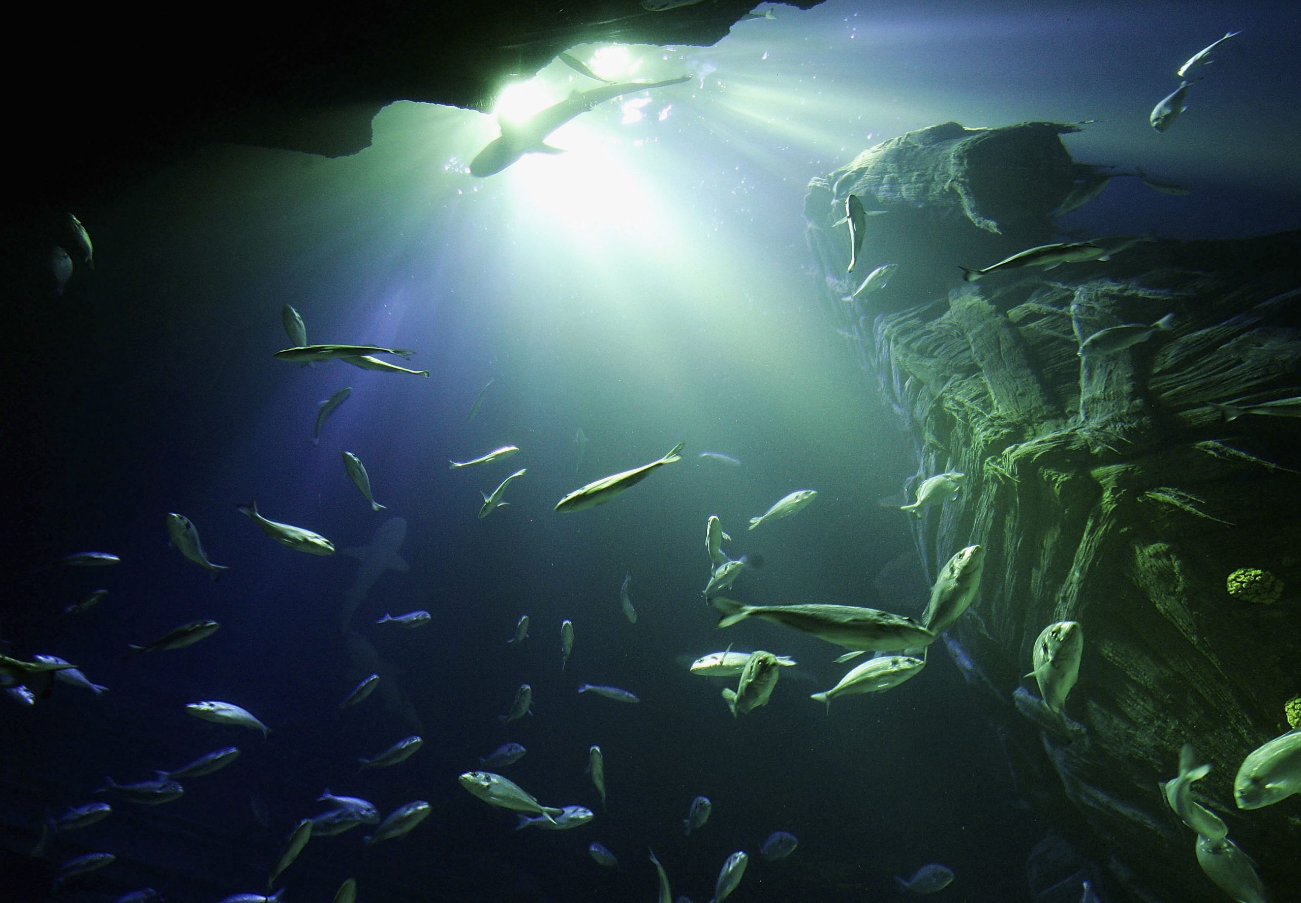 Small fossil fish helps rewrite the history of evolution