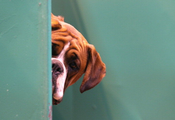 What are the most popular cat and dog names among Muscovites?