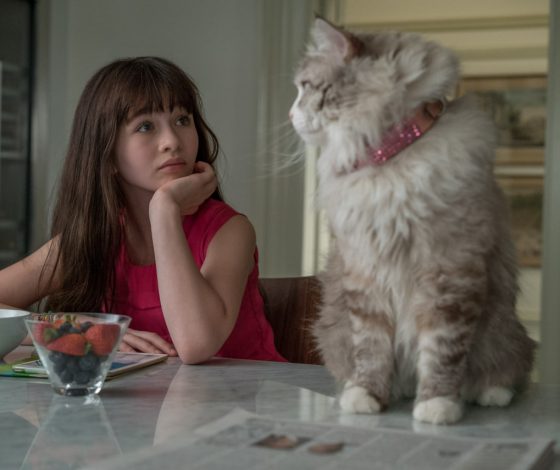 Жизнь с котами укрепляет сердце и уменьшает риск инфаркта