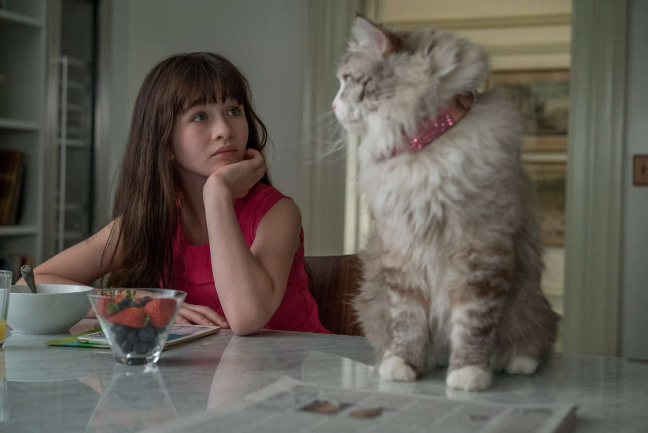 Living with cats strengthens the heart and reduces the risk of heart attack