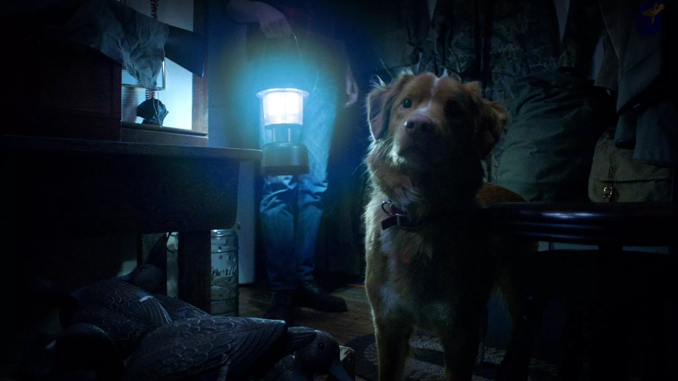 Animals may get their own Oscar nomination