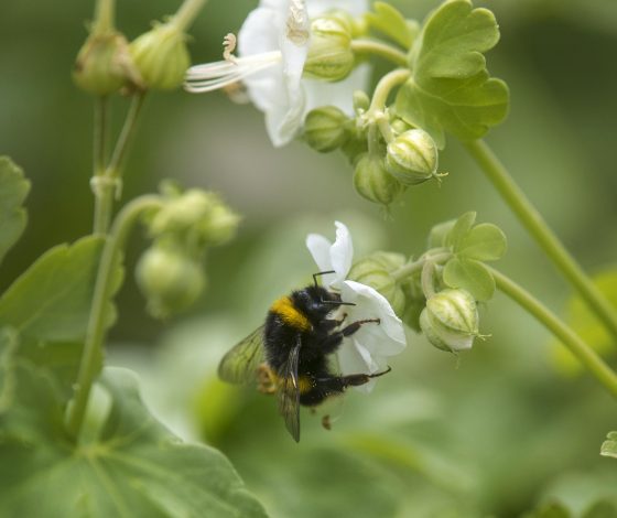 Пчелиный яд становится главным бьюти-ингредиентом года