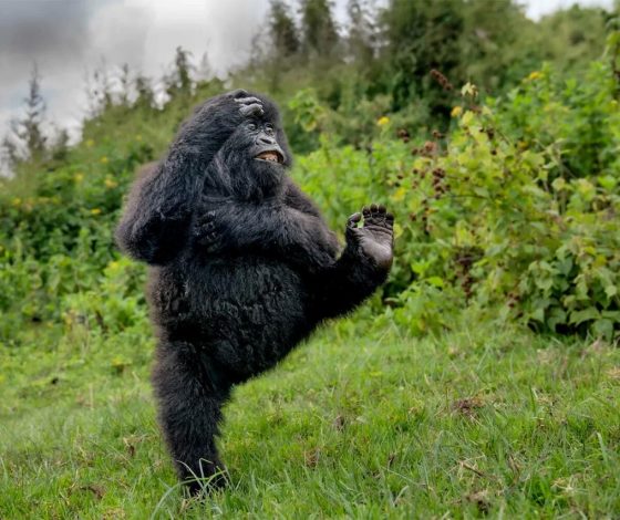 Детеныш гориллы победил в фотоконкурсе