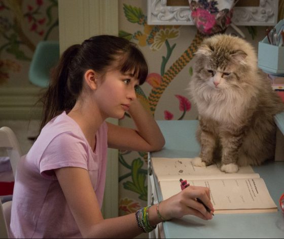 Новый тренд: зумеры массово успокаивают домашних животных