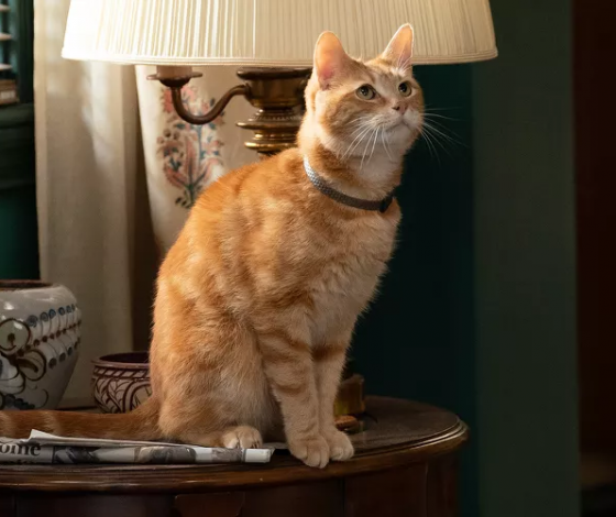 На Бали кошка из России чудом выжила, спасая хозяев