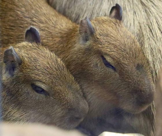 Добрые новости: в Московском зоопарке наконец определили пол трехмесячных капибар