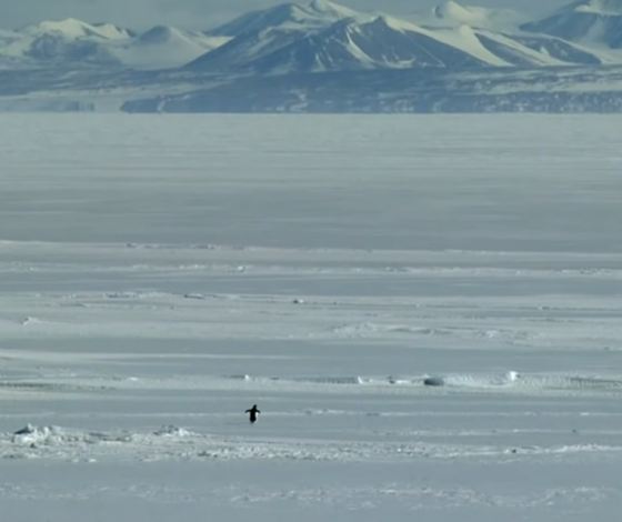 Почему в Сети завирусилась история «пингвина-нигилиста»