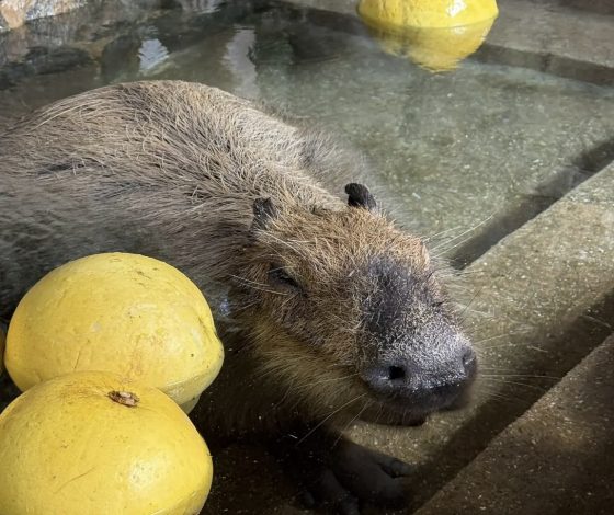 В Японии прошел национальный конкурс купания капибар